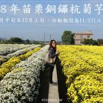即時熱門文章：苗栗銅鑼旅遊景點｜『2018年苗栗銅鑼杭菊芋頭節』私房拍照景點~杭菊花海,向日葵,波斯菊及火車一次滿足!