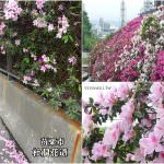 即時熱門文章：苗栗市旅遊景點｜『杜鵑花道』長春石化周邊500株杜鵑花盛開~拍照打卡需注意安全!