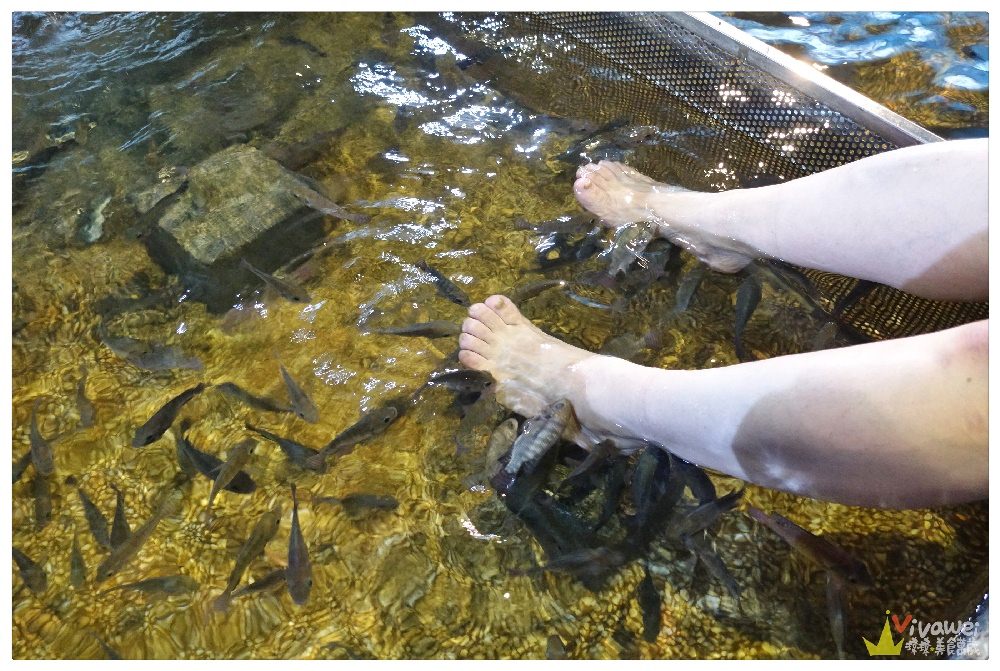 宜蘭礁溪旅遊景點｜『重口味溫泉魚』只要80元就能體驗12種溫泉魚咬腳~新奇又好玩!