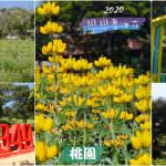 即時熱門文章：桃園龍潭旅遊景點｜『大北坑休閒農業區』2020戀戀魯冰花提前至3月1日結束!