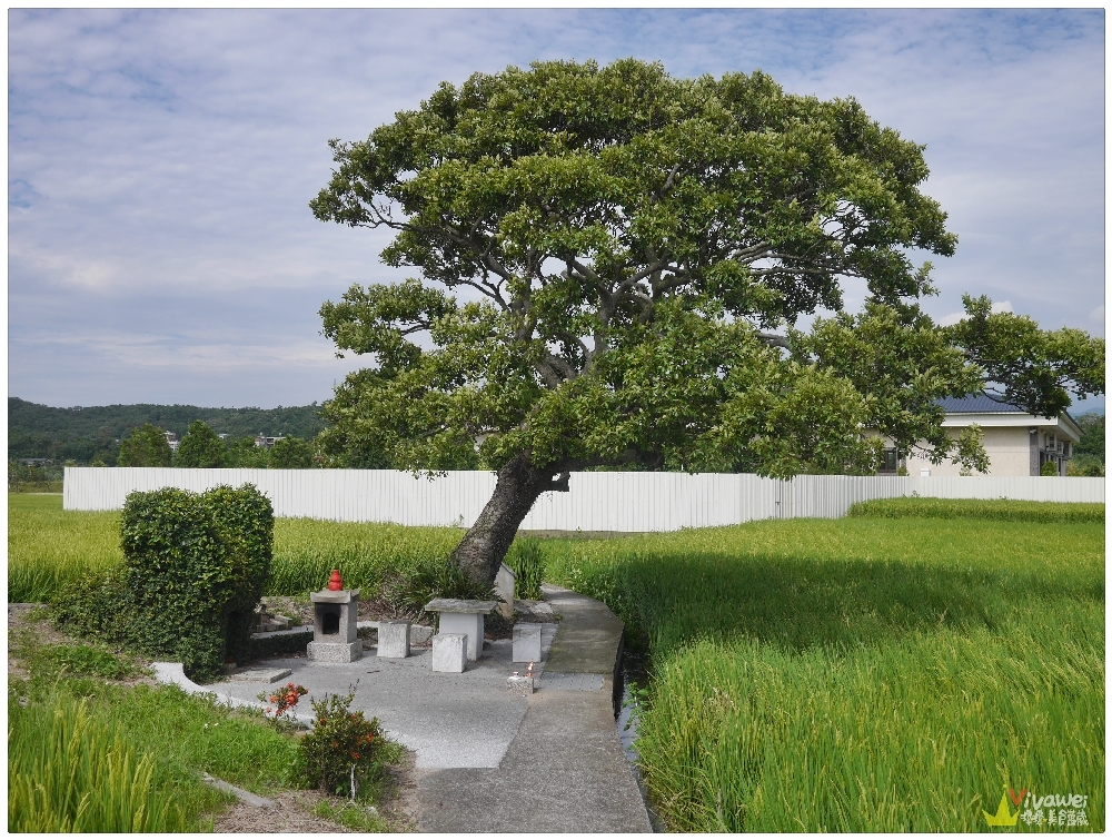 苗栗銅鑼旅遊景點｜『龍貓土地公』熱門IG打卡景點!藏身在田中央的田心伯公廟!