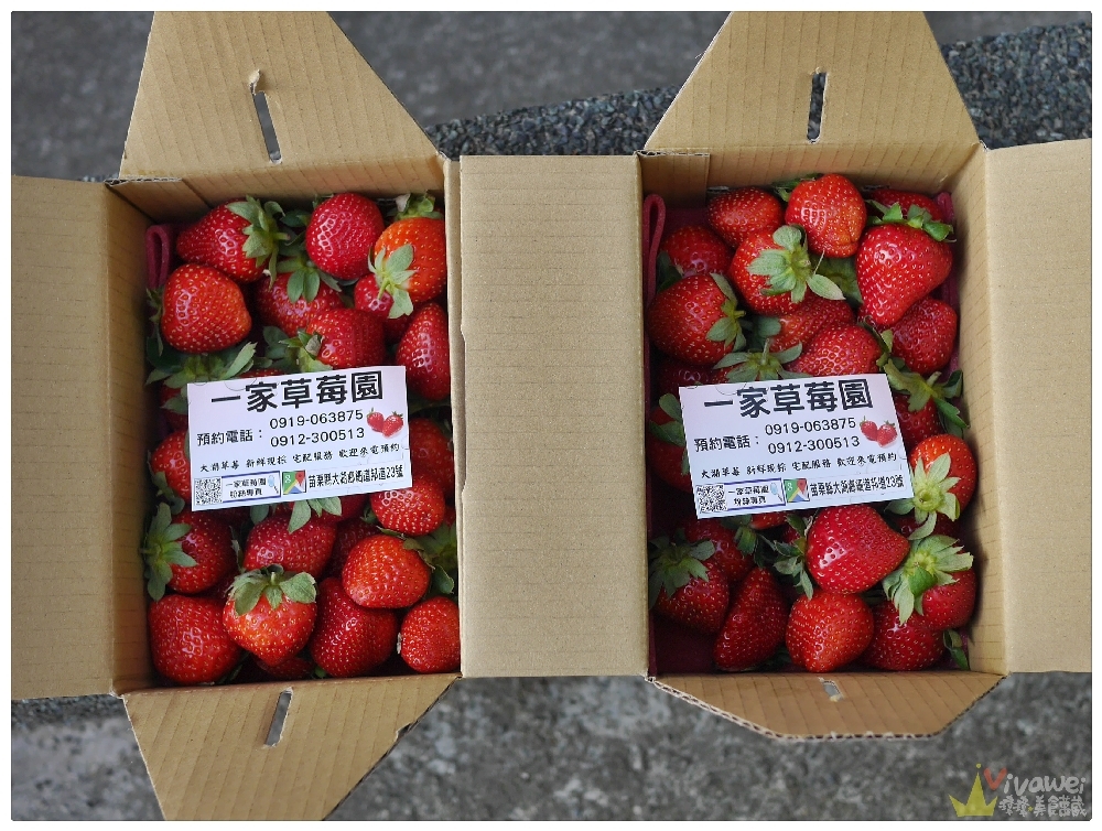 苗栗大湖美食旅遊｜『一家草莓園』在地人推薦的隱藏版草莓園~滿園都是大草莓～品質和價格不會讓你失望!
