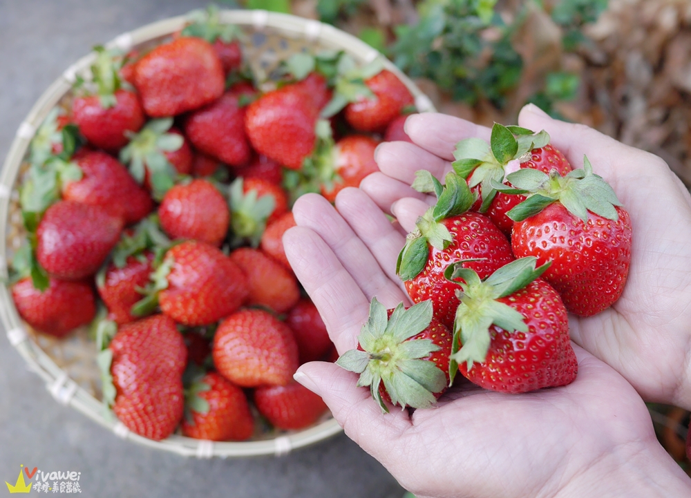 苗栗大湖美食旅遊｜『一家草莓園』在地人推薦的隱藏版草莓園~滿園都是大草莓～品質和價格不會讓你失望!