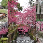 即時熱門文章：桃園中壢旅遊景點｜『莒光公園』偽出國賞櫻景點~滿開的八重櫻和山櫻花~宛如置身在日本!