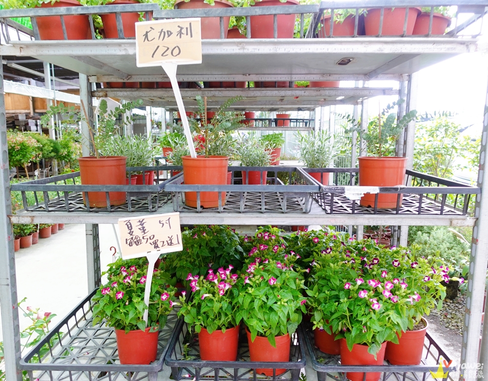桃園大溪｜『大溪花市』便宜的盆栽和多肉植物~還有最夯的龜背芋和青蘋果竹芋!