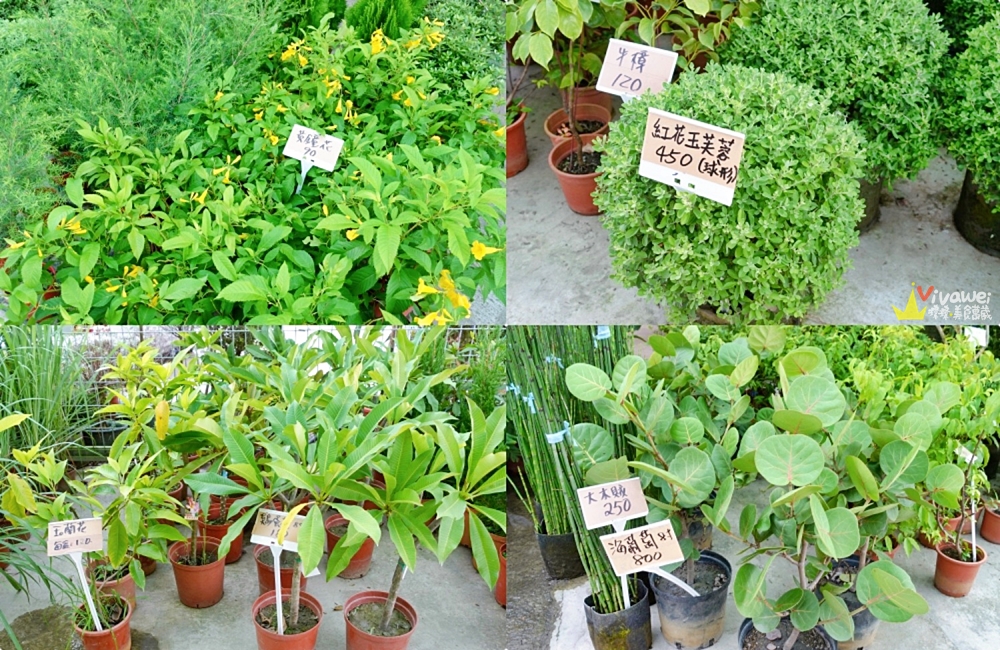 桃園大溪｜『大溪花市』便宜的盆栽和多肉植物~還有最夯的龜背芋和青蘋果竹芋!