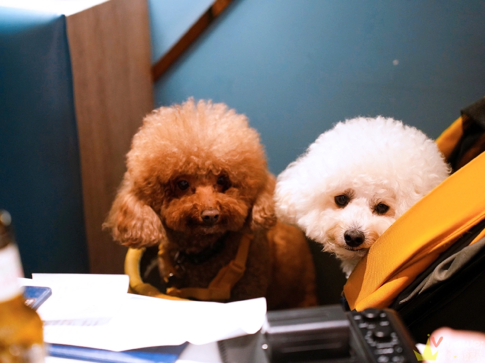 台中后里美食｜『Mövenpick Café- 莫凡彼台中麗寶店』兒童遊樂區&寵物友善餐廳~餐點好吃無雷的聚餐選擇！