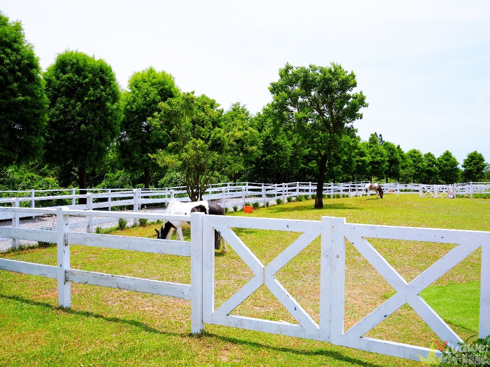 新北三芝美食｜『牛仔莊園』親子餐廳推薦！必吃牧馬人莊園牛排！草原白馬+美式鄉村風超好拍！
