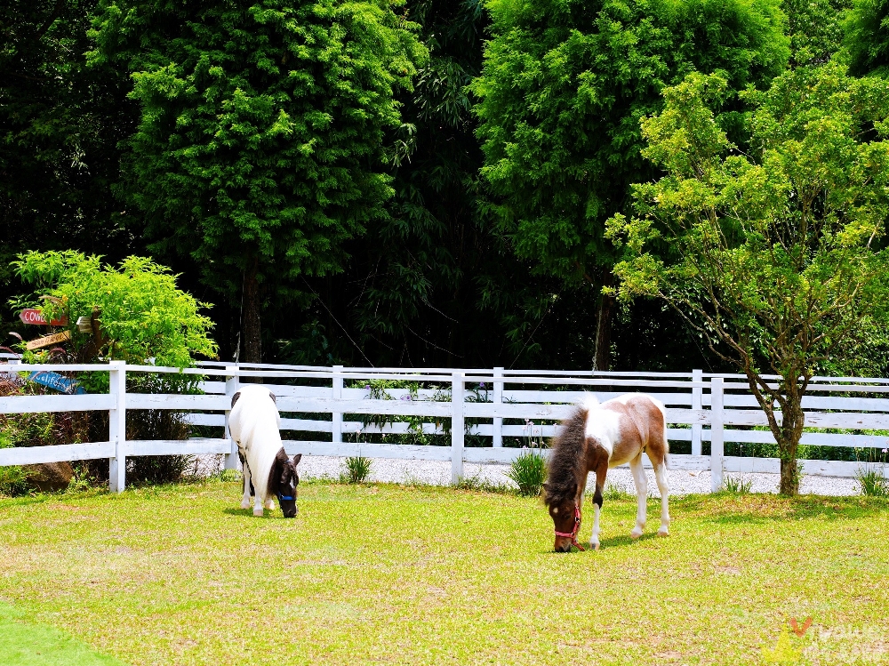 新北三芝美食｜『牛仔莊園』親子餐廳推薦！必吃牧馬人莊園牛排！草原白馬+美式鄉村風超好拍！