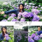 即時熱門文章：台北北投旅遊｜『水車寮步道_高家繡球花田』 陽明山竹子湖的繡球花